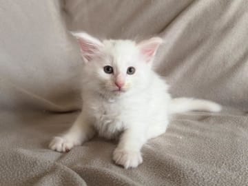Norwegian Forest · Torslanda · S*Kronängens