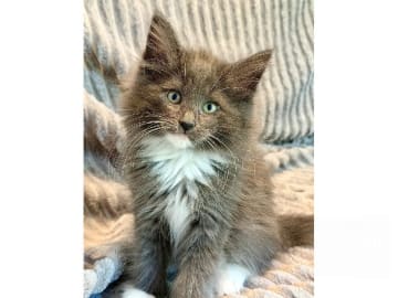 Norwegian Forest · Trelleborg · S*Livsnjutarna's