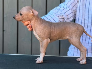 American Hairless Terrier · Mellerud · Ticket to win