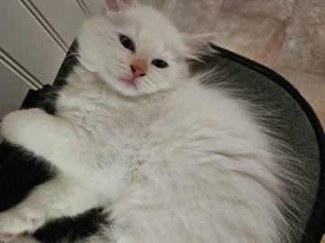 Sibirisk katt · Fengersfors · SE*Knarren's
