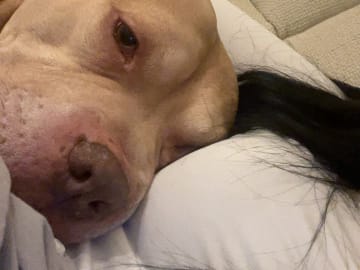American bully · Malmö · Yasmine H.