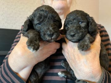 Bedlington terrier · Kiruna · Galactic Defender
