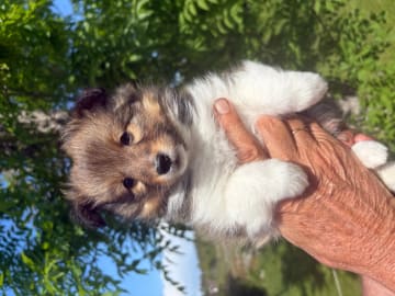 Shetland sheepdog · Oslo · Elizabeth Ann Hartmann