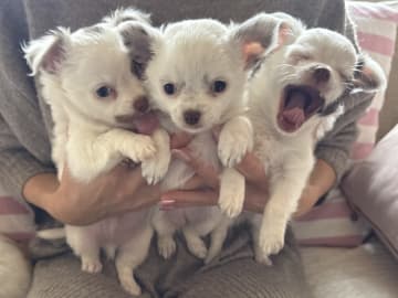 Chihuahua · Nacka · Andréa Fleischer