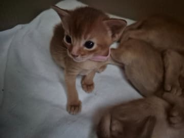 Abyssiner katt · Molkom · SE*Antennaria Rubra's