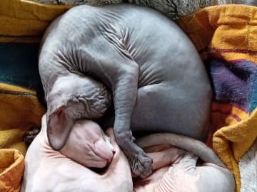 Sphynx · Grums · Eric H.