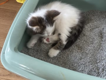 Norwegian Forest · Enköping · Lodahlshjem