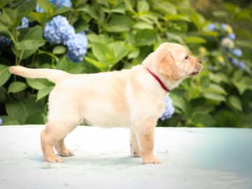 Labrador retriever · Svärtinge · Blankgölens kennel