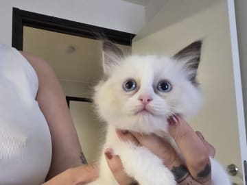 Ragdoll · Norrköping · Benjamin I.