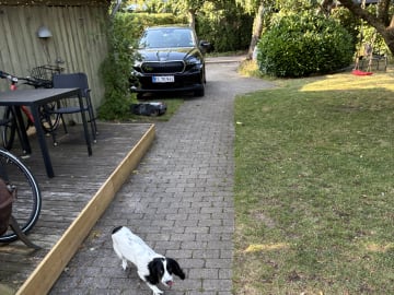 Cocker spaniel · Silkeborg · Casper B.
