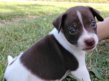 Rat terrier · Odensbacken · Disabelles