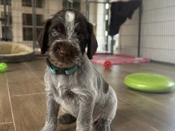 German Shorthaired Pointer (Vorsteh) · Varde · Dana Riecke
