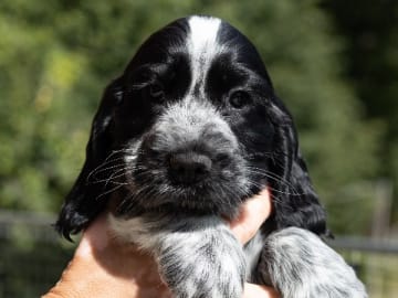 Cocker spaniel · Trollhättan · Perchwater