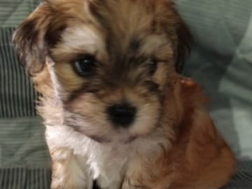 Bichon havanais · Ullerslev · Ubikvi'tær