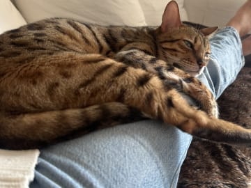 Bengal · Sundbyberg · Emina A.