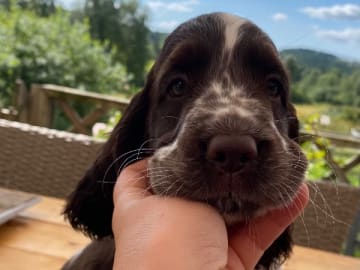 Engelsk springer spaniel · Västra Ämtervik · Favours