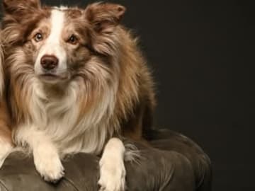 Border Collie · Herning · Abigail Pearls