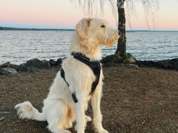 Smith Labradoodles