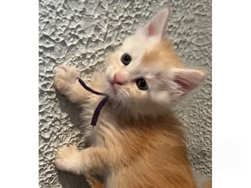 Maine Coon · Timmersdala · SE*Catillacs