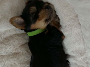 Yorkshireterrier · Brande · Elin N.