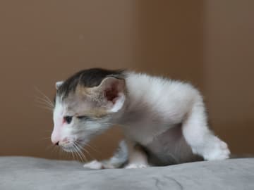 Oriental Adore Cattery