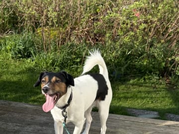 Jack russell terrier · Lysøysundet · Karin O.