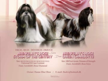 Shih tzu · Greve · Helle-Sofia's