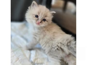 Sibirisk katt · Sollentuna · SE*misMillones