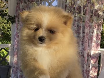 Pomeranian · Billesholm · Björn R.