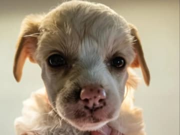 Chinese crested dog · Lesjöfors · av Da Mia Cuccia