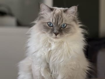 Ragdoll · Växjö · Sofia Å.