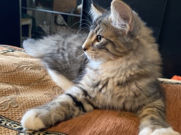 Norwegian Forest · Åkersberga · SE*Danzarin Cats