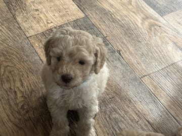 Multigenerations Labradoodle · Höör · Estersdoodlar
