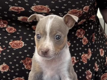 American hairless terrier · Arneberg · Evy Johanne Indahl Fredhjem