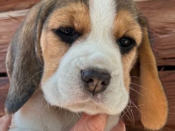 Beagle · Hallstahammar · Lena Linder
