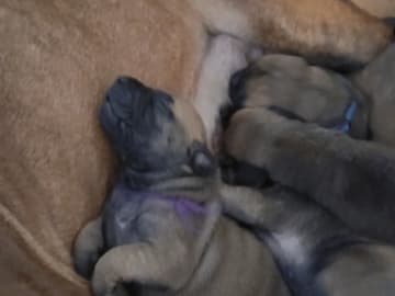 Boergarden boerboels