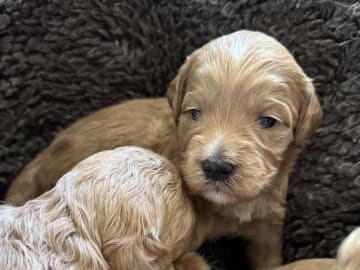 Labradoodle · Vänge · Vanessa W.