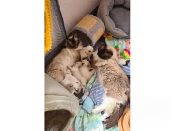 Ragdoll · Jämshög · SE*Eniliacat's