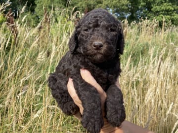 Labradoodle · Nol · Lyckliga Vovven