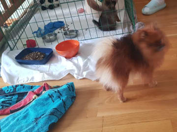 Pomeranian · Ed · Small Power
