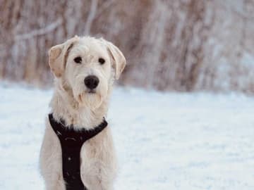 Smith Labradoodles