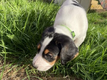 Halden Hound (Haldenstøver) · Tangen · Lykkelosberget