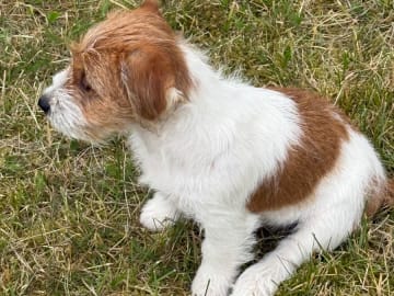 Jack russell terrier · Kristianstad · S'Wagger Tail