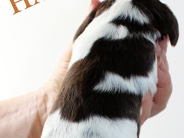 Engelsk springer spaniel · Uppsala · Quality Design