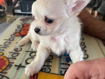 Chihuahua · Tyresö · Sheepdale