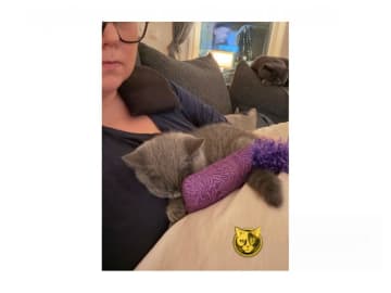 Brittiskt korthår · Västerås · SE*Catbromillas