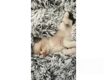 Ragdoll · Falun · S*Blå Ängelns