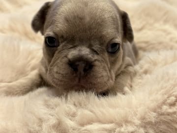 French Bulldog · Hörby · Chubby cheeks