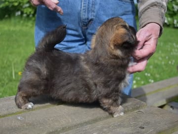 Tibetansk spaniel · Rødby · Askim's