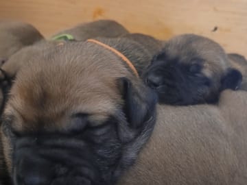 Boergarden boerboels